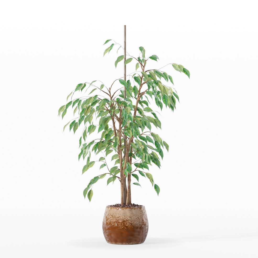 3D model Ficus benjamina in modern flower pot https://p.turbosquid.com/ts-thumb/BM/CJ8T6v/uy/100010/jpg/1707142955/1920x1080/fit_q87/1d8b58f30307a286fd96622a65edff7f28458c7f/100010.jpg