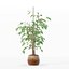 Ficus benjamina im modernen Blumentopf