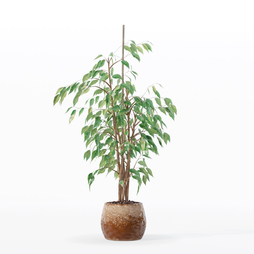 3D model Ficus benjamina in modern flower pot https://p.turbosquid.com/ts-thumb/BM/CJ8T6v/vE/100015/jpg/1707142959/1920x1080/fit_q87/9612626900121b6fe06e402c4f64015d30d42f71/100015.jpg