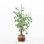 Ficus benjamina im modernen Blumentopf