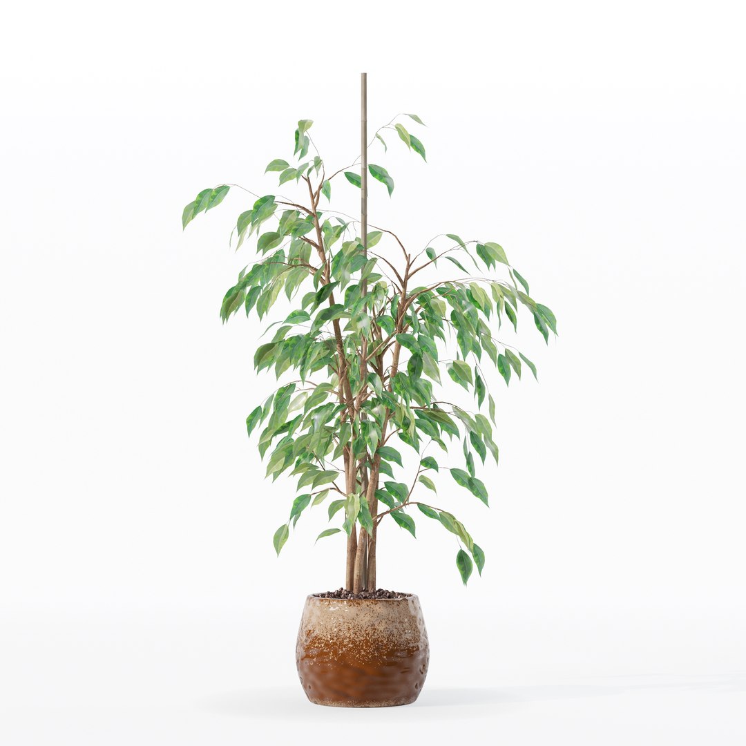3D model Ficus benjamina in modern flower pot https://p.turbosquid.com/ts-thumb/BM/CJ8T6v/xK/100019/jpg/1707142962/1920x1080/fit_q87/f2a20e0614c85f56405af36296e5a33007c98861/100019.jpg