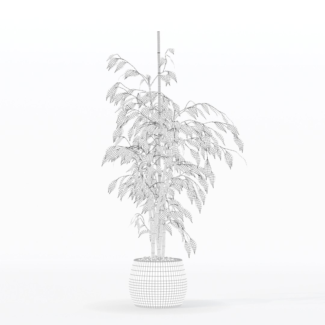 3D model Ficus benjamina in modern flower pot https://p.turbosquid.com/ts-thumb/BM/CJ8T6v/z9/1/jpg/1707142941/1920x1080/fit_q87/8724233a2dfd3ae691de1fe41e94da7e3574eeed/1.jpg