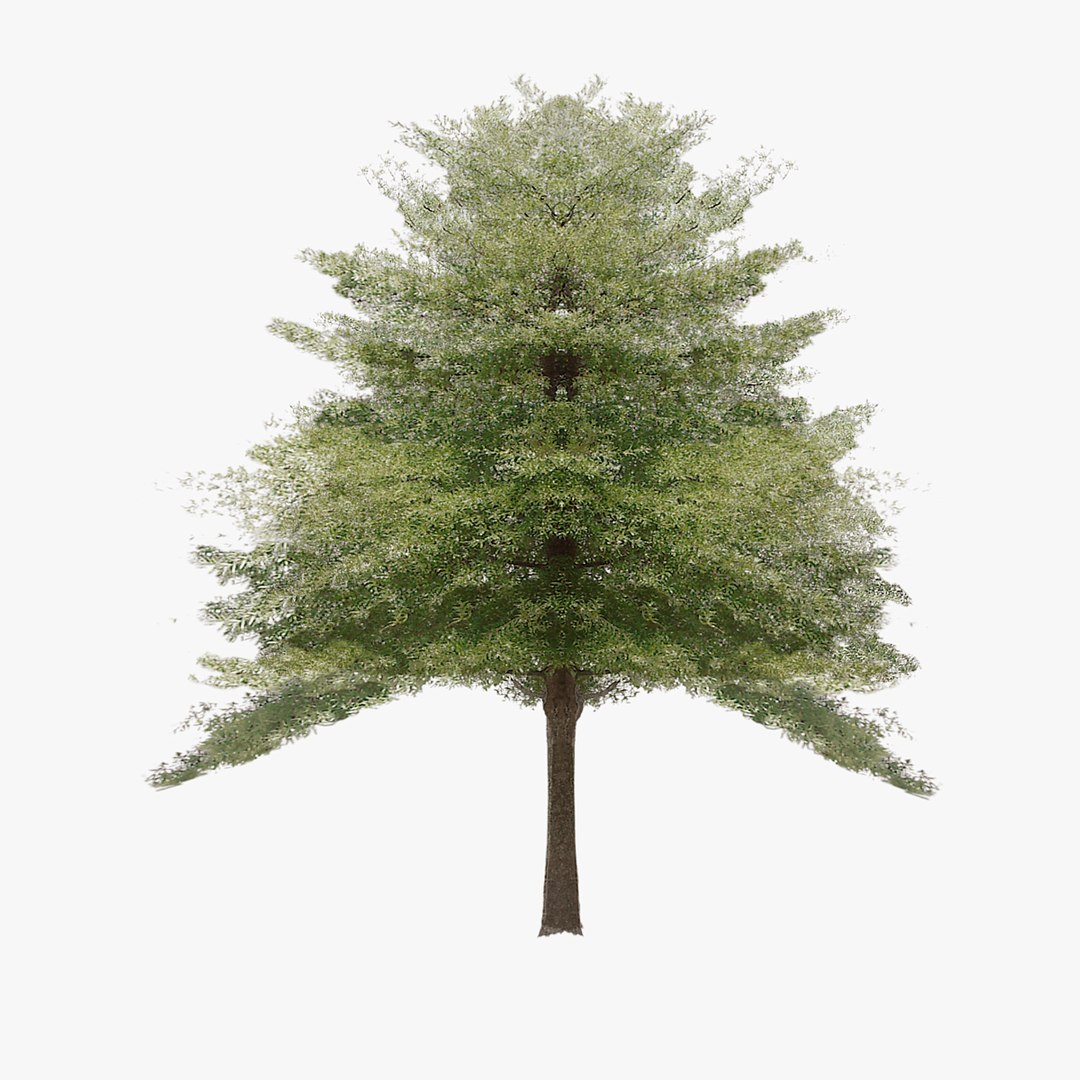 hazel tree 3d max
