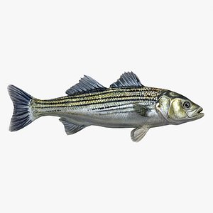 sea bass fish 3d model