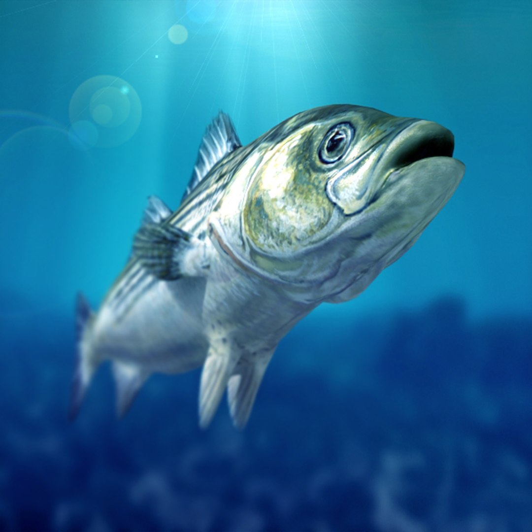 sea bass fish 3d model