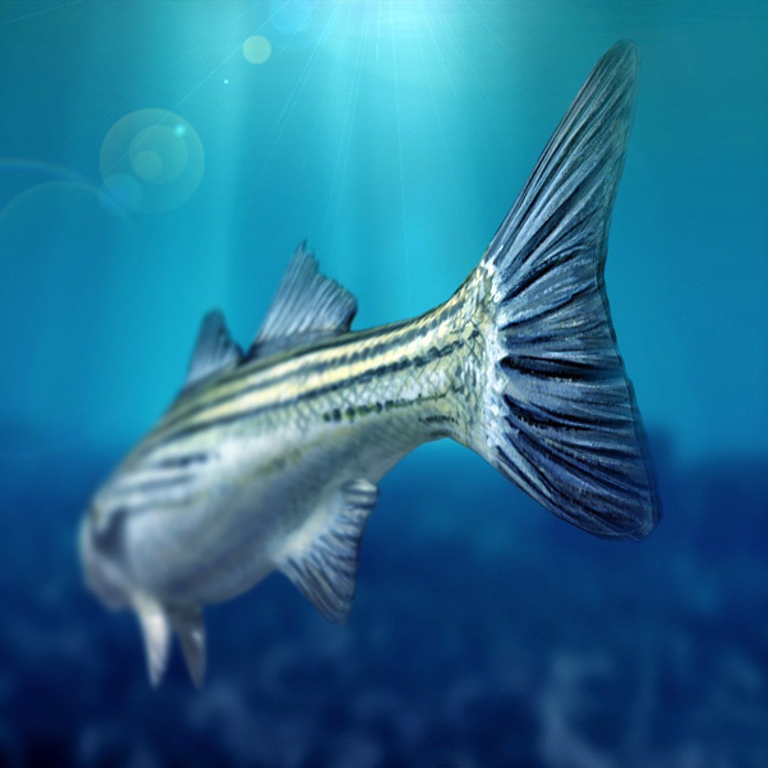 sea bass fish 3d model