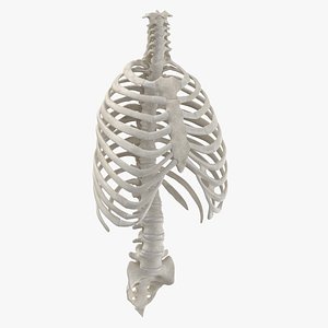 3D human rib thoracic cage