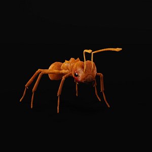 Leafcutter Ant Insect