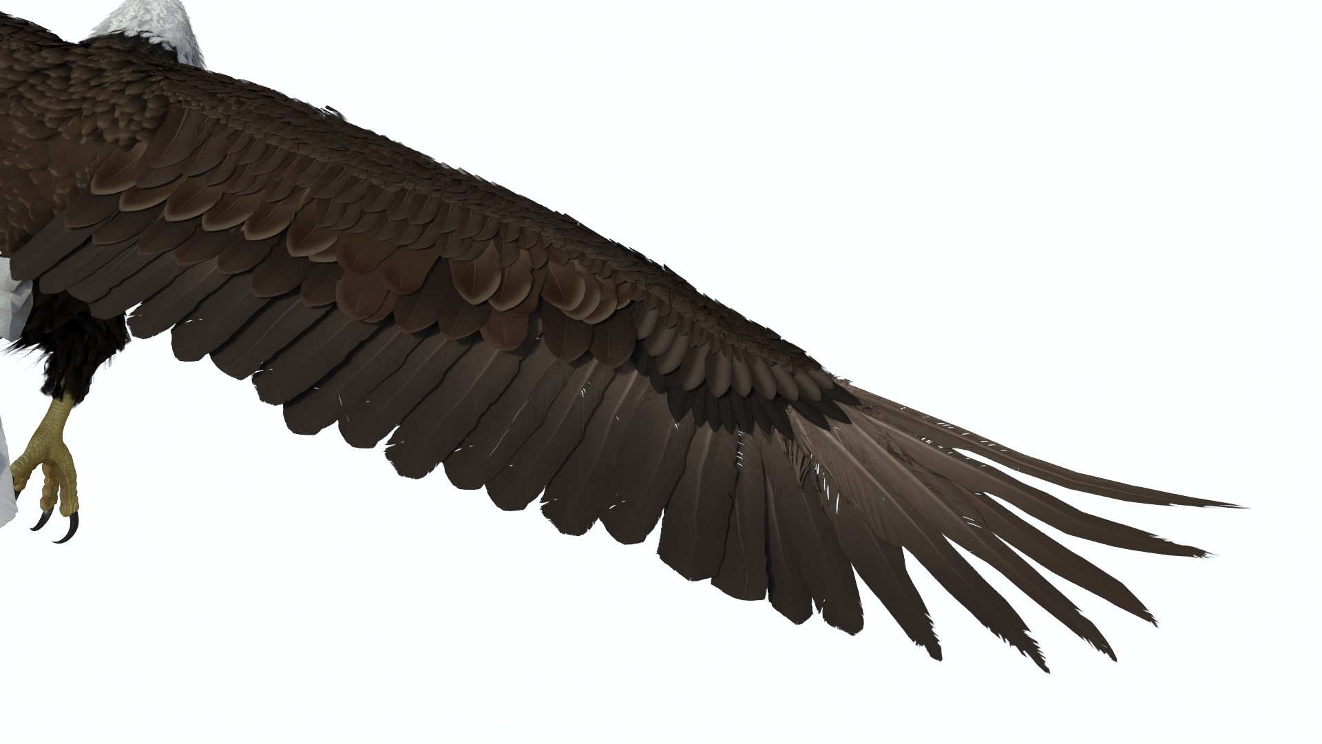 Flying Bald Eagle 3D https://p.turbosquid.com/ts-thumb/BM/zDv2WO/1d/flyingbaldeagle3dsmodel013/jpg/1722286151/1920x1080/fit_q87/71c30cb4bdb4f06c0c4445eba95f2725a251898c/flyingbaldeagle3dsmodel013.jpg