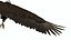 Flying Bald Eagle