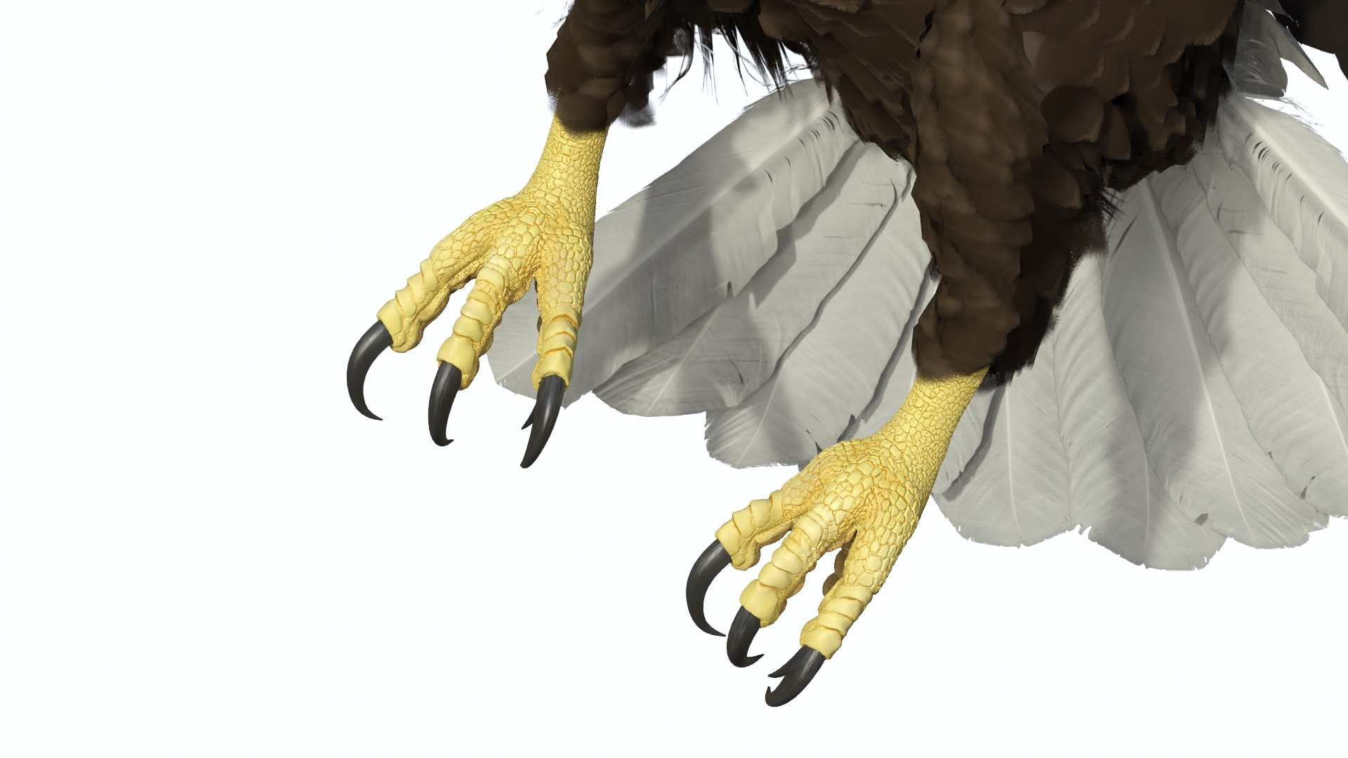 Flying Bald Eagle 3D https://p.turbosquid.com/ts-thumb/BM/zDv2WO/2p/flyingbaldeagle3dsmodel012/jpg/1722286145/1920x1080/fit_q87/2f68577c86bc5ea13533fb69977d423c24acb853/flyingbaldeagle3dsmodel012.jpg