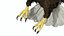 Flying Bald Eagle