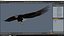 Flying Bald Eagle
