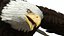 Flying Bald Eagle