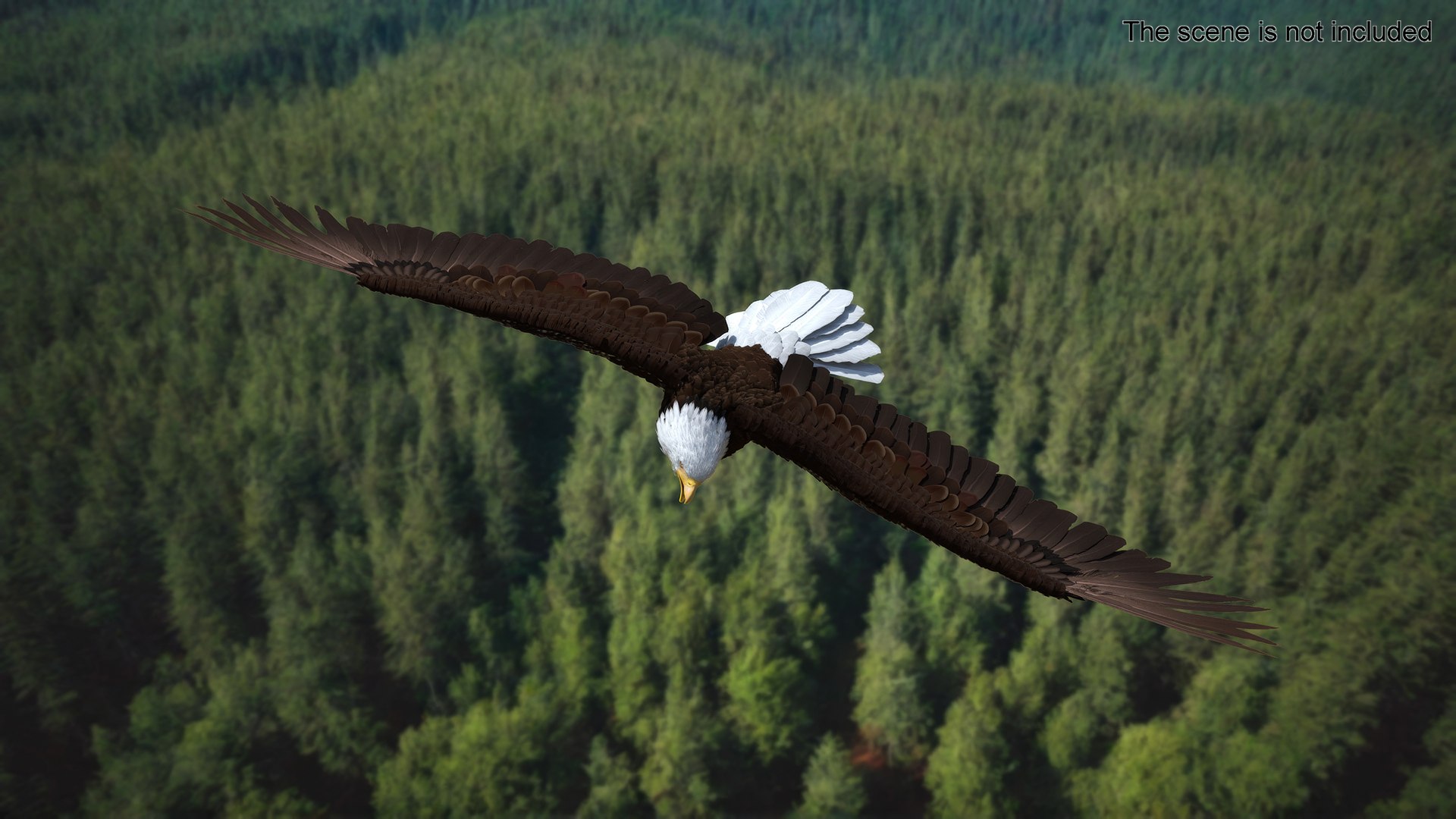 Flying Bald Eagle 3D https://p.turbosquid.com/ts-thumb/BM/zDv2WO/OO/flyingbaldeagle3dsmodel002/jpg/1722286104/1920x1080/fit_q87/3e8665b66d059bb7bf95d2b0cb2582c45f21f6ed/flyingbaldeagle3dsmodel002.jpg