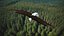 Flying Bald Eagle