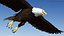 Flying Bald Eagle
