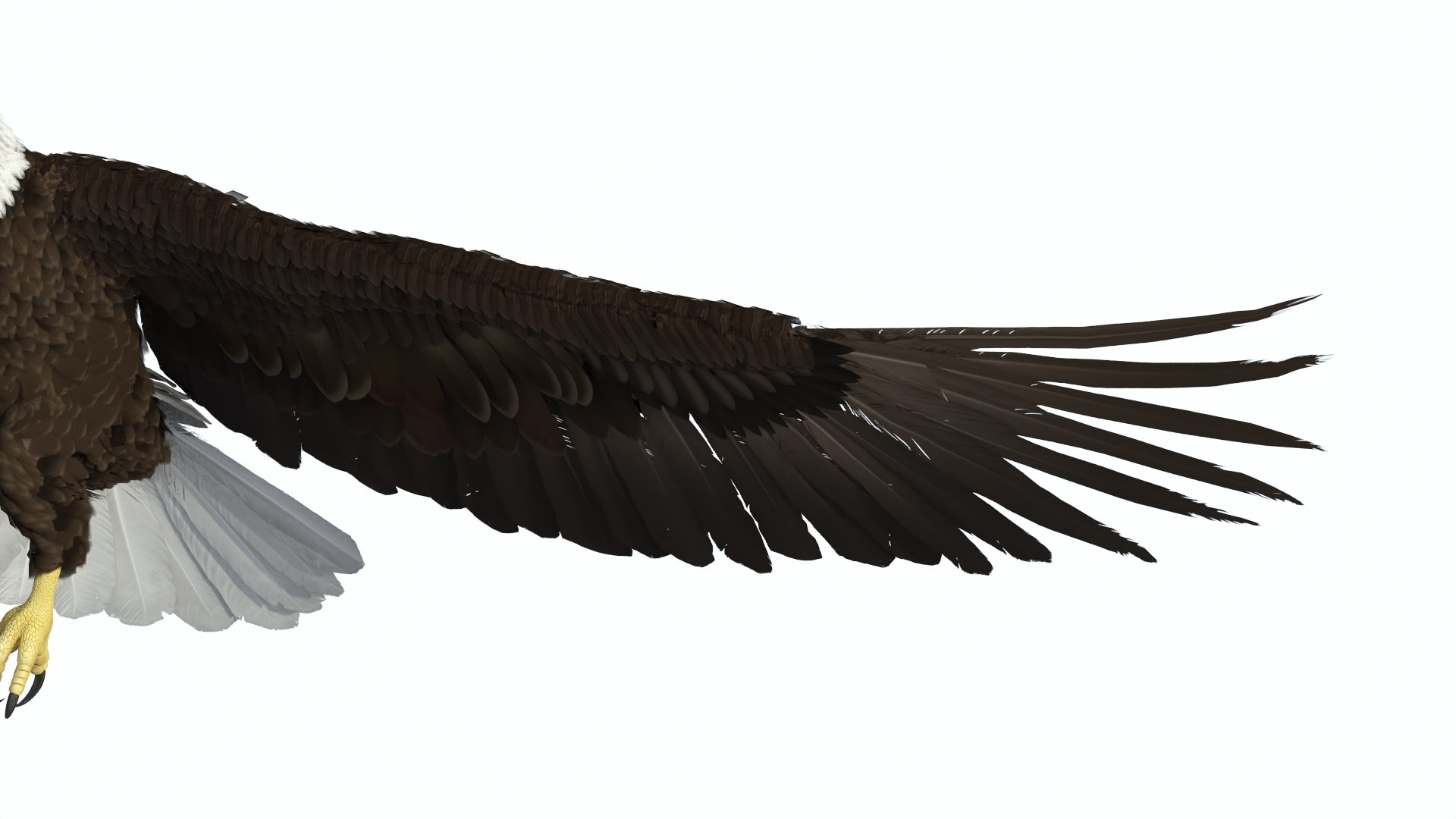Flying Bald Eagle 3D https://p.turbosquid.com/ts-thumb/BM/zDv2WO/dh/flyingbaldeagle3dsmodel014/jpg/1722286156/1920x1080/fit_q87/d321d6a9d288f9412426c33a416313e728012507/flyingbaldeagle3dsmodel014.jpg