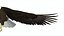Flying Bald Eagle