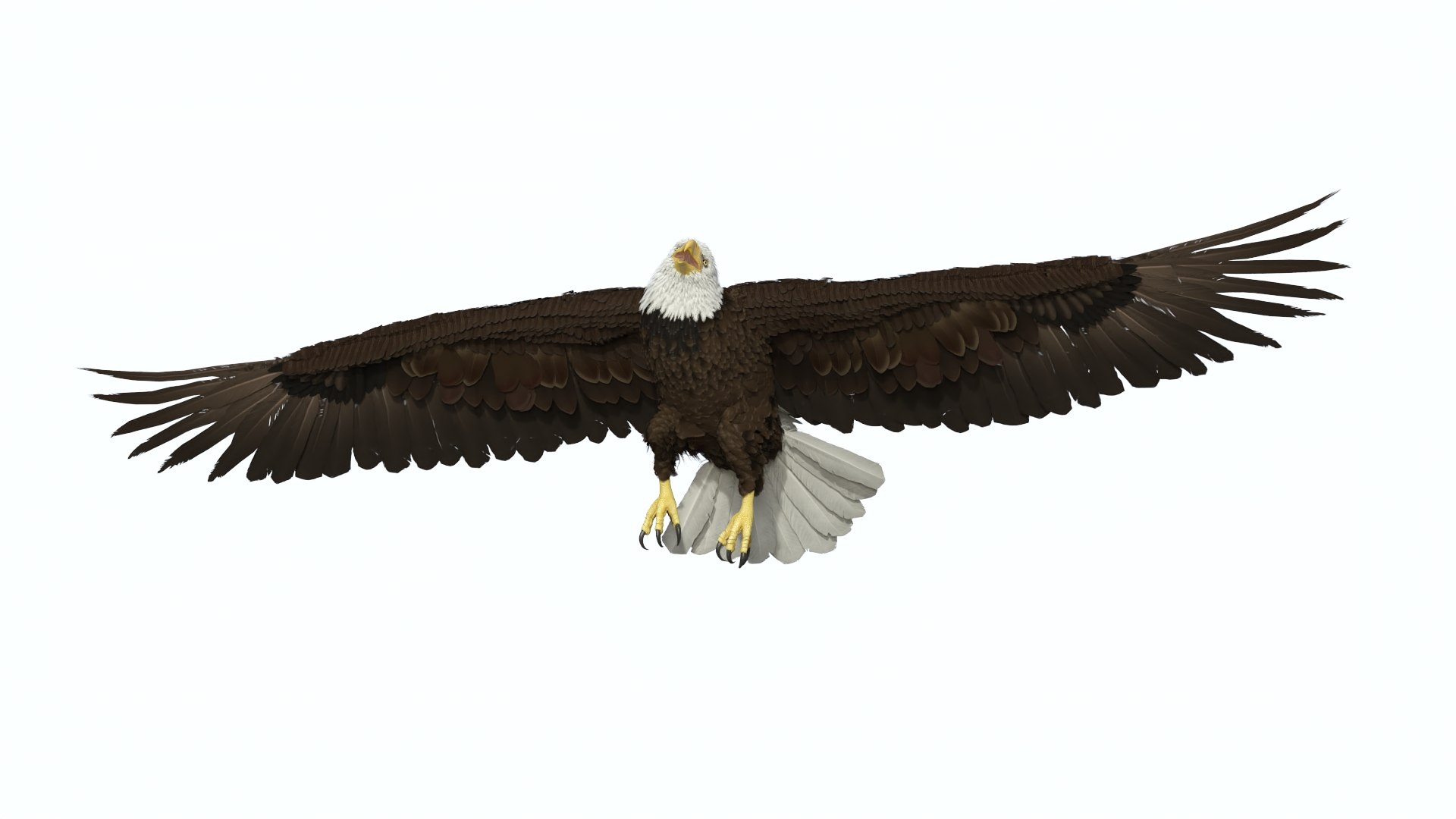 Flying Bald Eagle 3D https://p.turbosquid.com/ts-thumb/BM/zDv2WO/h9/flyingbaldeagle3dsmodel016/jpg/1722286165/1920x1080/fit_q87/831d0e08b2e3f20923c3016d9a12ecb164d35a8f/flyingbaldeagle3dsmodel016.jpg