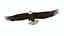 Flying Bald Eagle