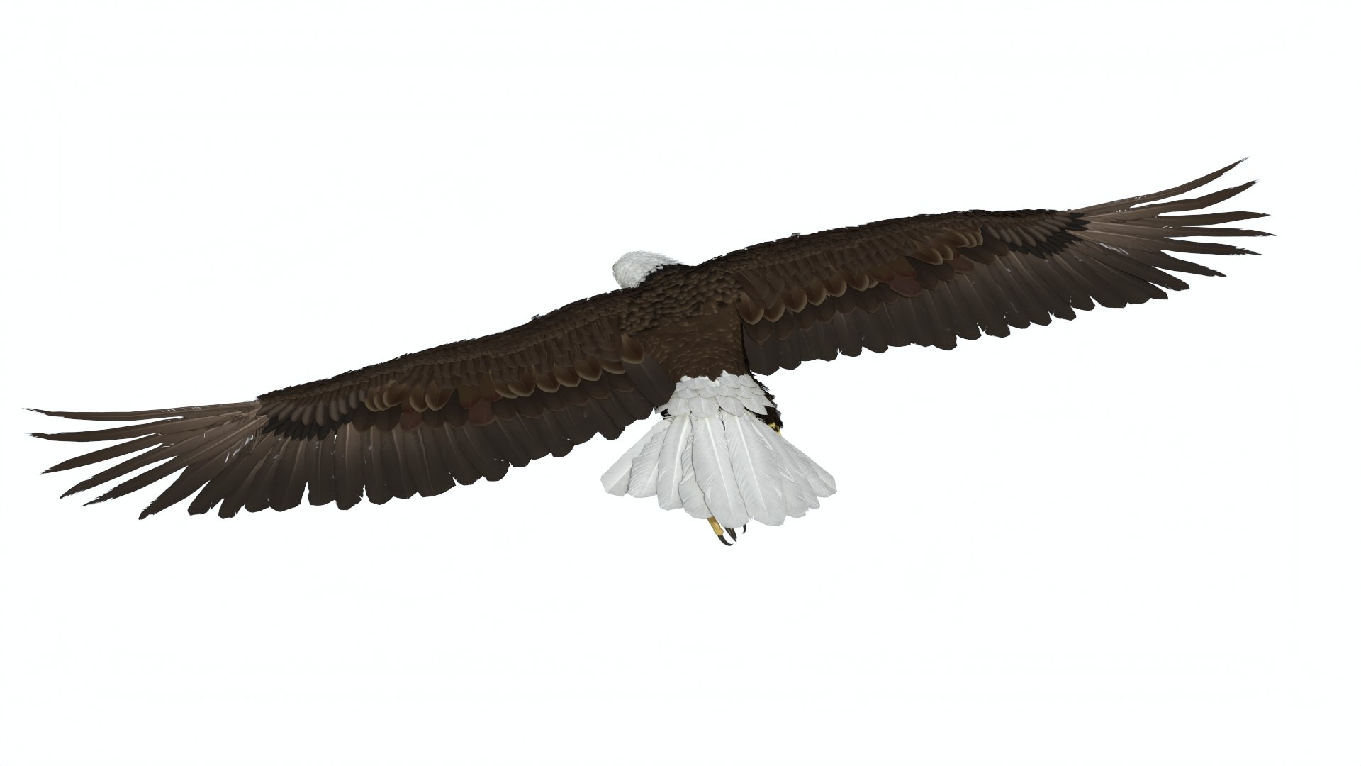 Flying Bald Eagle 3D https://p.turbosquid.com/ts-thumb/BM/zDv2WO/ml/flyingbaldeagle3dsmodel008/jpg/1722286124/1920x1080/fit_q87/e4fab263e0fc91fb6dd76ab6c18caff523a884b4/flyingbaldeagle3dsmodel008.jpg
