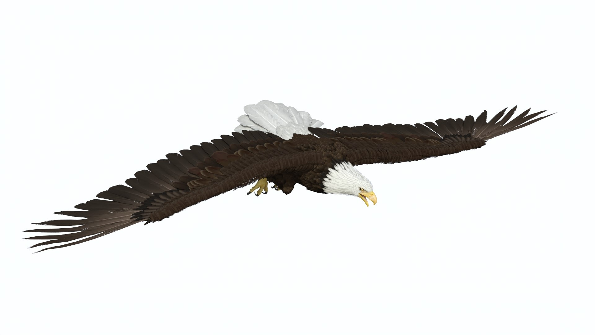 Flying Bald Eagle 3D https://p.turbosquid.com/ts-thumb/BM/zDv2WO/oZ/flyingbaldeagle3dsmodel007/jpg/1722286119/1920x1080/fit_q87/7fb7320b48bf2fe7a68c6e1d63d9f4c84ee37ec5/flyingbaldeagle3dsmodel007.jpg