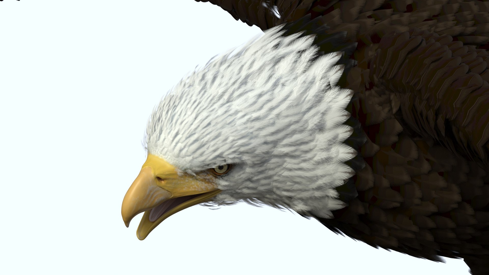 Flying Bald Eagle 3D model preview