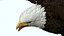 Flying Bald Eagle