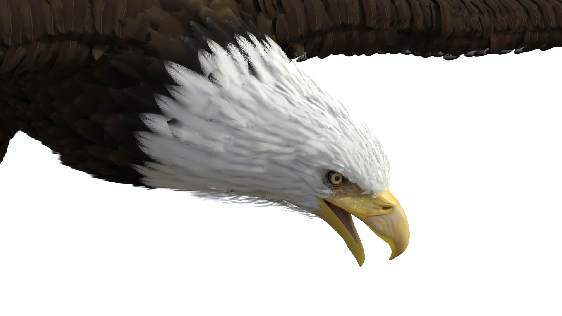 Flying Bald Eagle 3D https://p.turbosquid.com/ts-thumb/BM/zDv2WO/yI/flyingbaldeagle3dsmodel009/jpg/1722286129/1920x1080/fit_q87/eec92796aebc517b464294a59b593e86e0b8b00c/flyingbaldeagle3dsmodel009.jpg