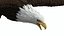 Flying Bald Eagle