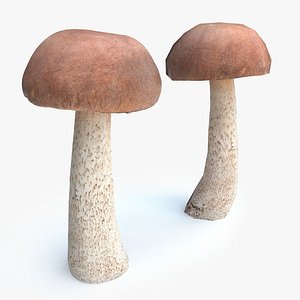 3D leccinum boletus mushroom model