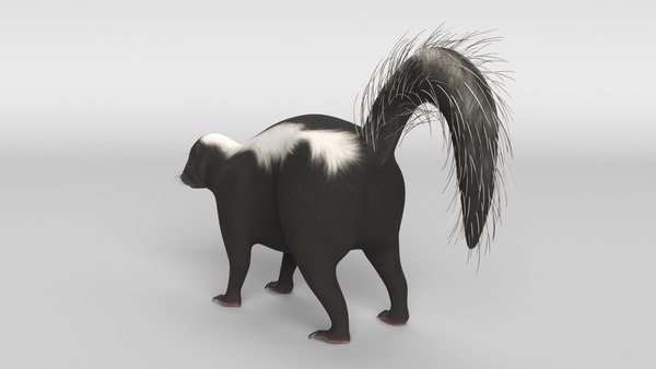 3D skunk animal mammal model - TurboSquid 1684953