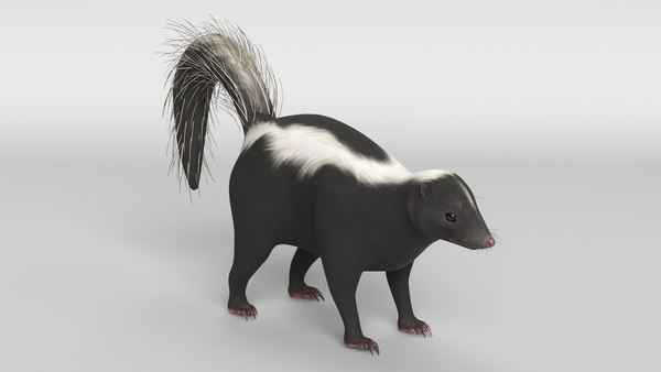 3D skunk animal mammal model - TurboSquid 1684953