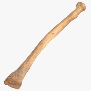 Real Human Radius Radial Bone 01