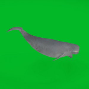 Yangtze Finless Porpoise 3D model