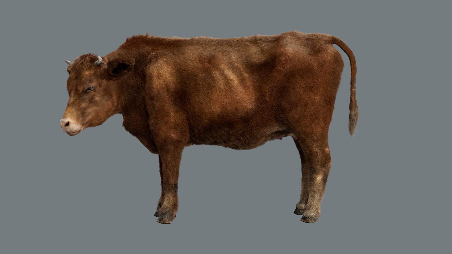 Animal Collection 3D 3D https://p.turbosquid.com/ts-thumb/BN/rJ9E1p/0c/cowfur/jpg/1761204358/1920x1080/turn_fit_q99/974d0d9baff5ed52f606015fc54482587b1e385c/cowfur-1.jpg