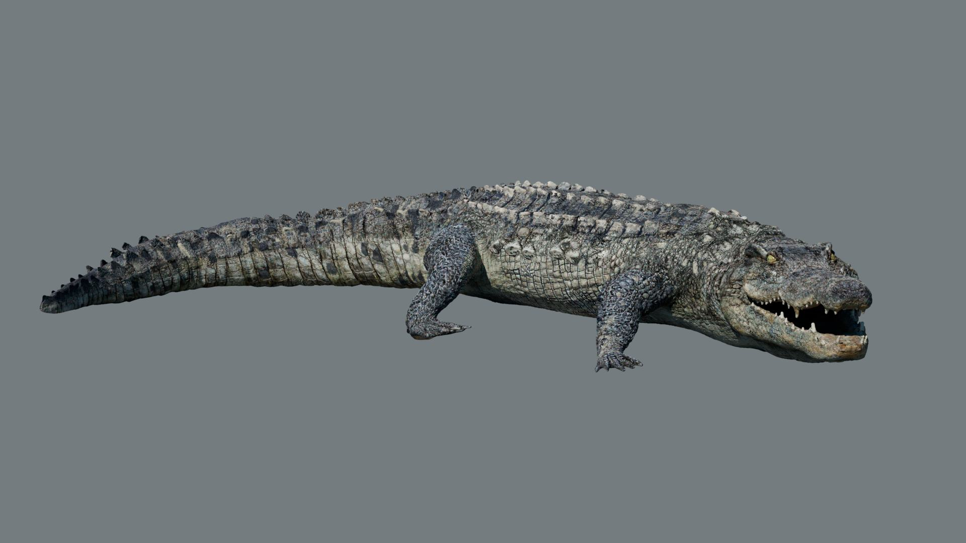 Animal Collection 3D 3D https://p.turbosquid.com/ts-thumb/BN/rJ9E1p/24/crocodilea/jpg/1761204443/1920x1080/turn_fit_q99/85b1424c66e53e169361d191dbaf8476eddaab9e/crocodilea-1.jpg