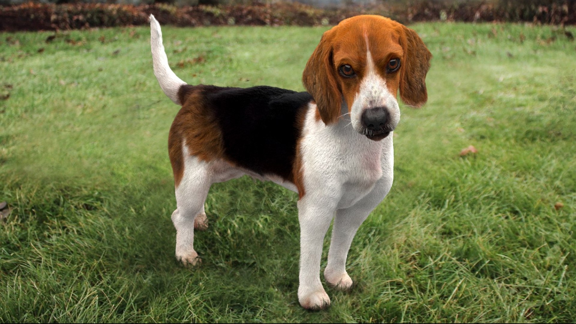 Animal Collection 3D 3D https://p.turbosquid.com/ts-thumb/BN/rJ9E1p/36/beagledog_02/jpg/1761203535/1920x1080/fit_q87/d74db18619a2420e75b0e93c7add5fee66c6685d/beagledog_02.jpg