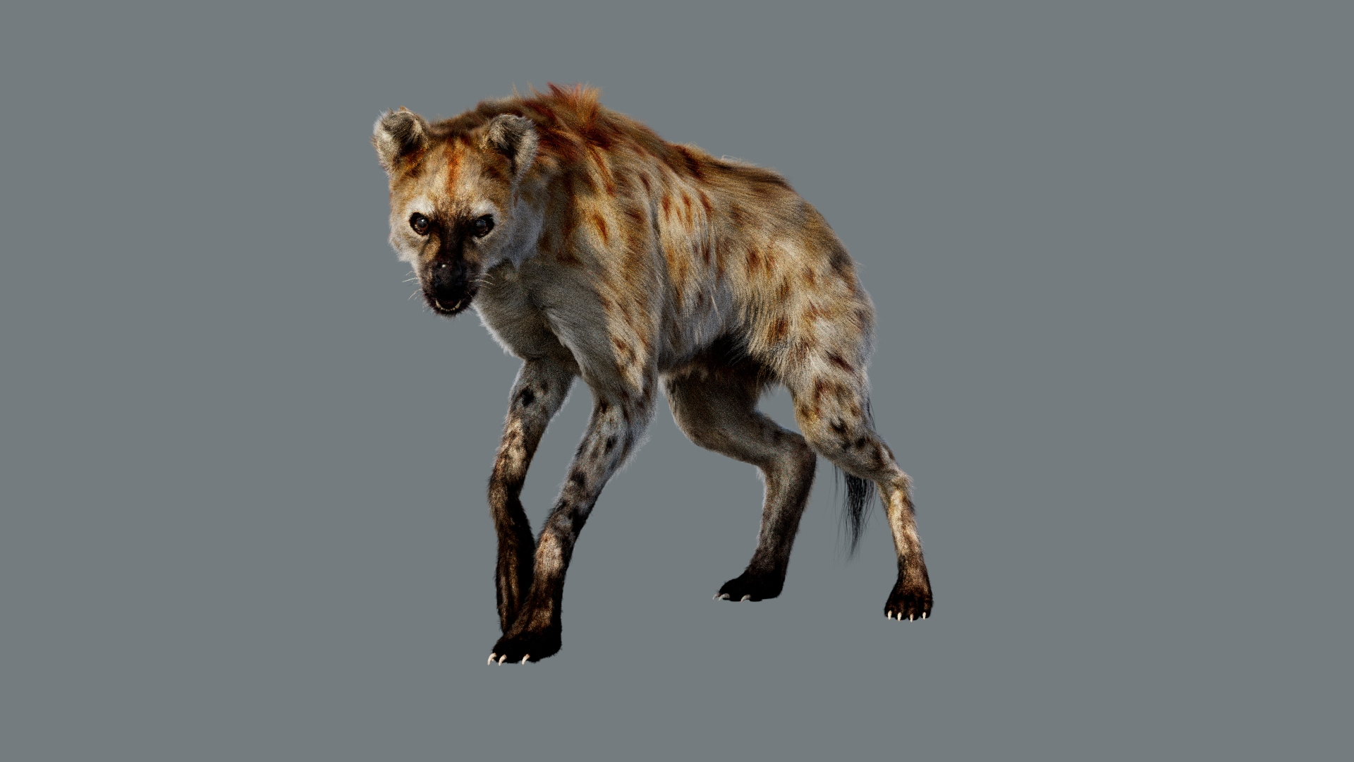 Animal Collection 3D 3D https://p.turbosquid.com/ts-thumb/BN/rJ9E1p/3j/hyena/jpg/1761205042/1920x1080/turn_fit_q99/0ca3702cbf06c734769f41838da2fccdcfba1f1f/hyena-1.jpg