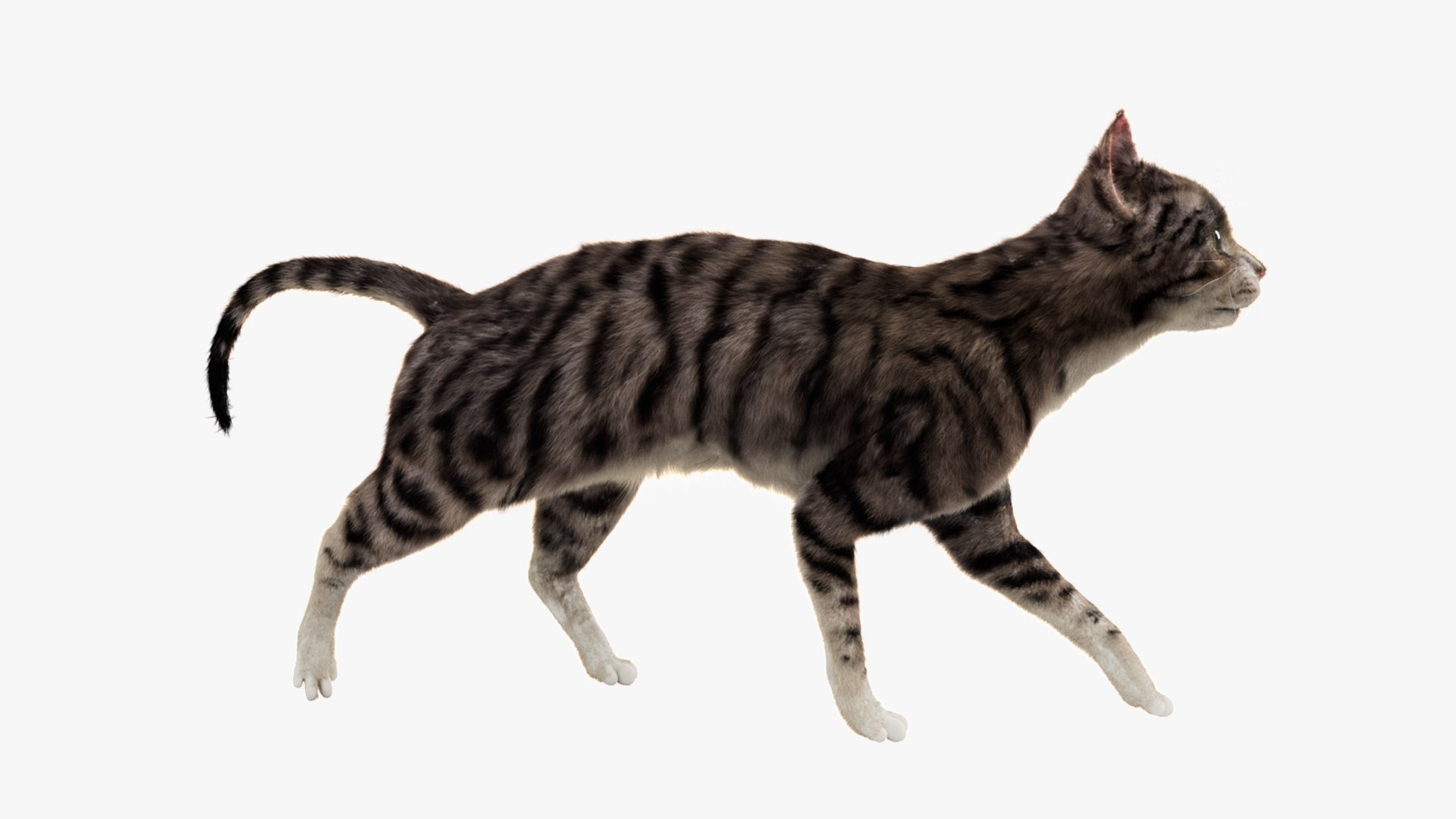 Animal Collection 3D 3D https://p.turbosquid.com/ts-thumb/BN/rJ9E1p/4X/cat_01/jpg/1761204115/1920x1080/fit_q87/bed0180a6354875cdd3f6e34b22c4c20e25dc2c3/cat_01.jpg