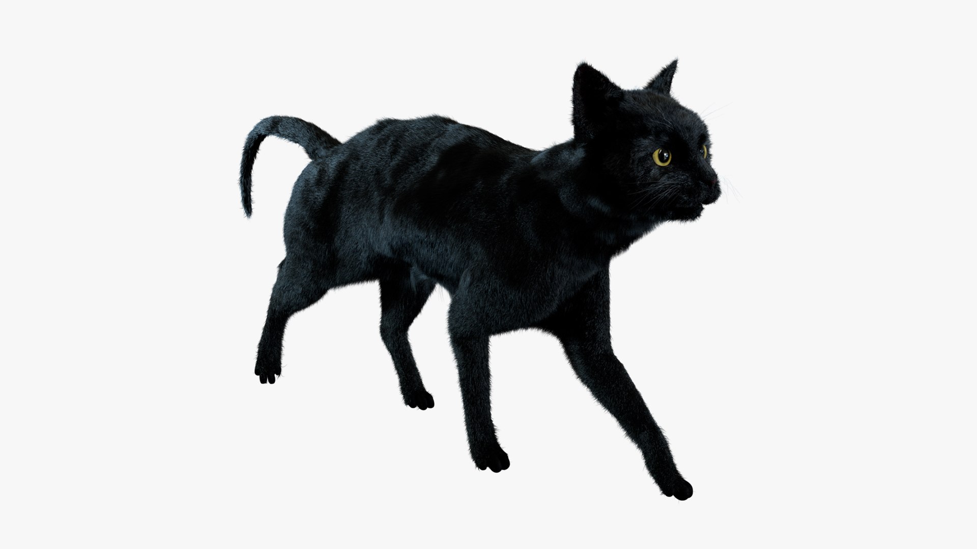 Animal Collection 3D 3D https://p.turbosquid.com/ts-thumb/BN/rJ9E1p/5Z/blackcat_01/jpg/1761203669/1920x1080/fit_q87/b1b57903459657e5296e438c896ab8f772ce7479/blackcat_01.jpg