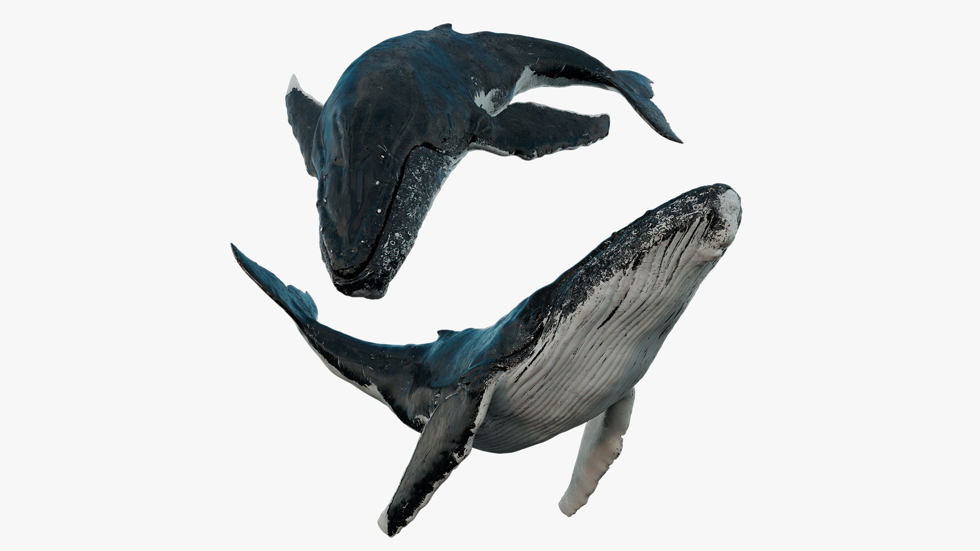 Animal Collection 3D 3D https://p.turbosquid.com/ts-thumb/BN/rJ9E1p/6Q/whale_01/jpg/1761206231/1920x1080/fit_q87/69d726f758217b0dff4c4b8dcb534b0a1428970f/whale_01.jpg