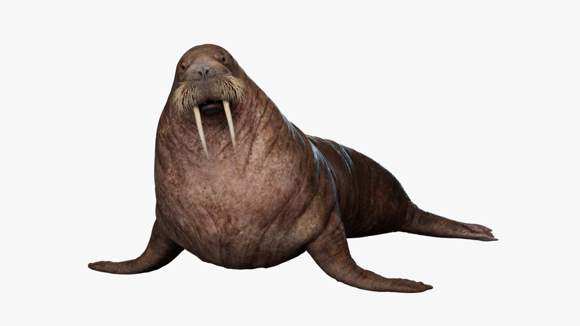 Animal Collection 3D 3D https://p.turbosquid.com/ts-thumb/BN/rJ9E1p/6X/walrus_01/jpg/1761206203/1920x1080/fit_q87/b8df1b60c70db21682b4a4cacdb06140ccb569e9/walrus_01.jpg