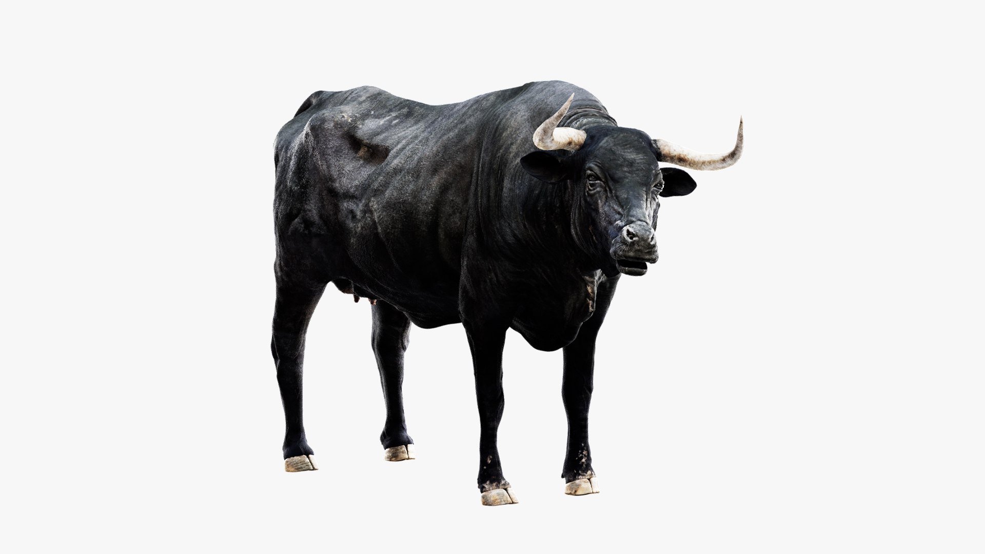Animal Collection 3D 3D https://p.turbosquid.com/ts-thumb/BN/rJ9E1p/6i/bullcow_01/jpg/1761203996/1920x1080/fit_q87/3769929dc13d1ad41f1f707aca88c34b570db98f/bullcow_01.jpg