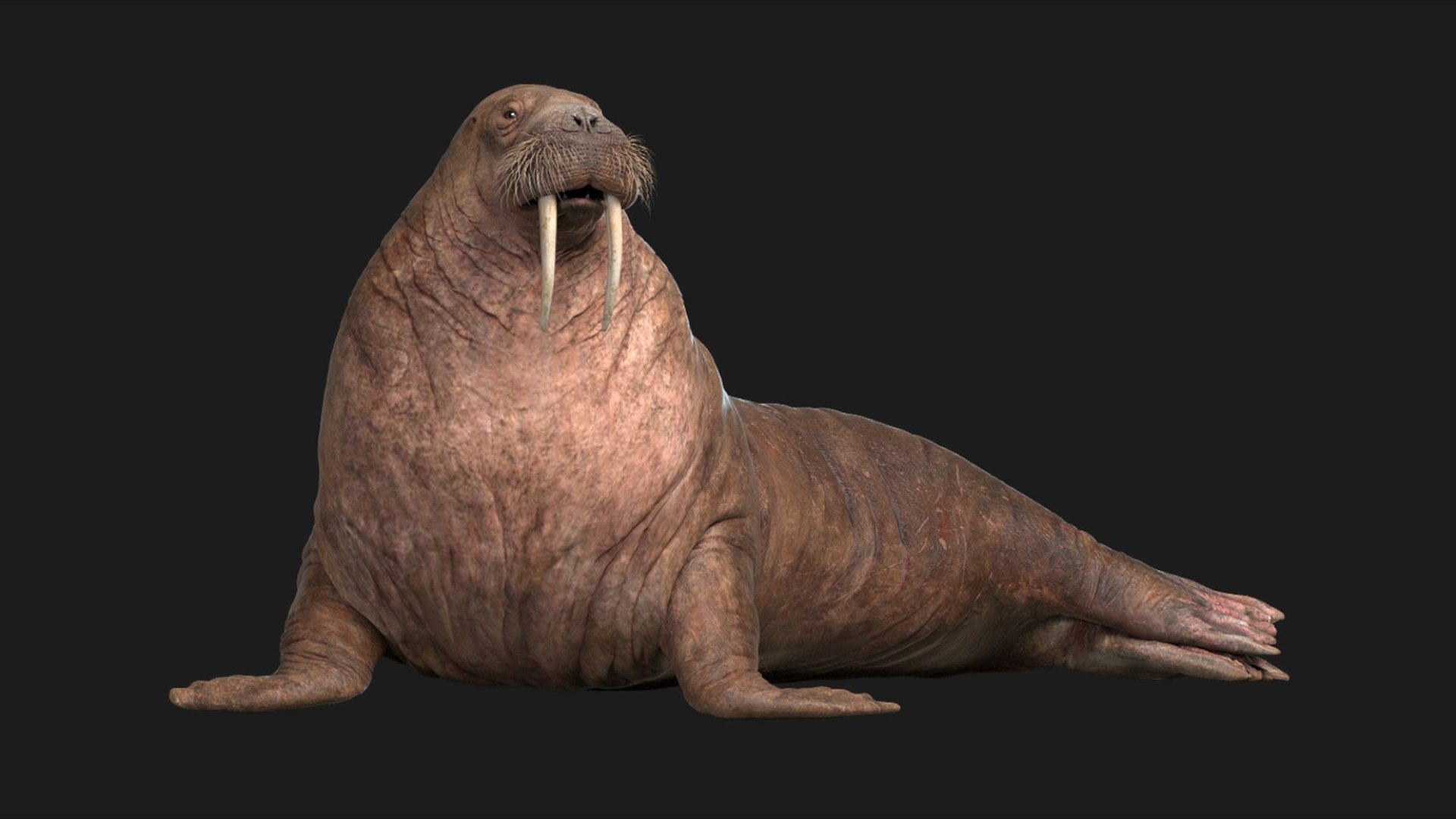 Animal Collection 3D 3D https://p.turbosquid.com/ts-thumb/BN/rJ9E1p/6w/walrus_02/jpg/1761206203/1920x1080/fit_q87/597dc911e1ed3a703b49fe0b57d9fee6ef04e0ec/walrus_02.jpg