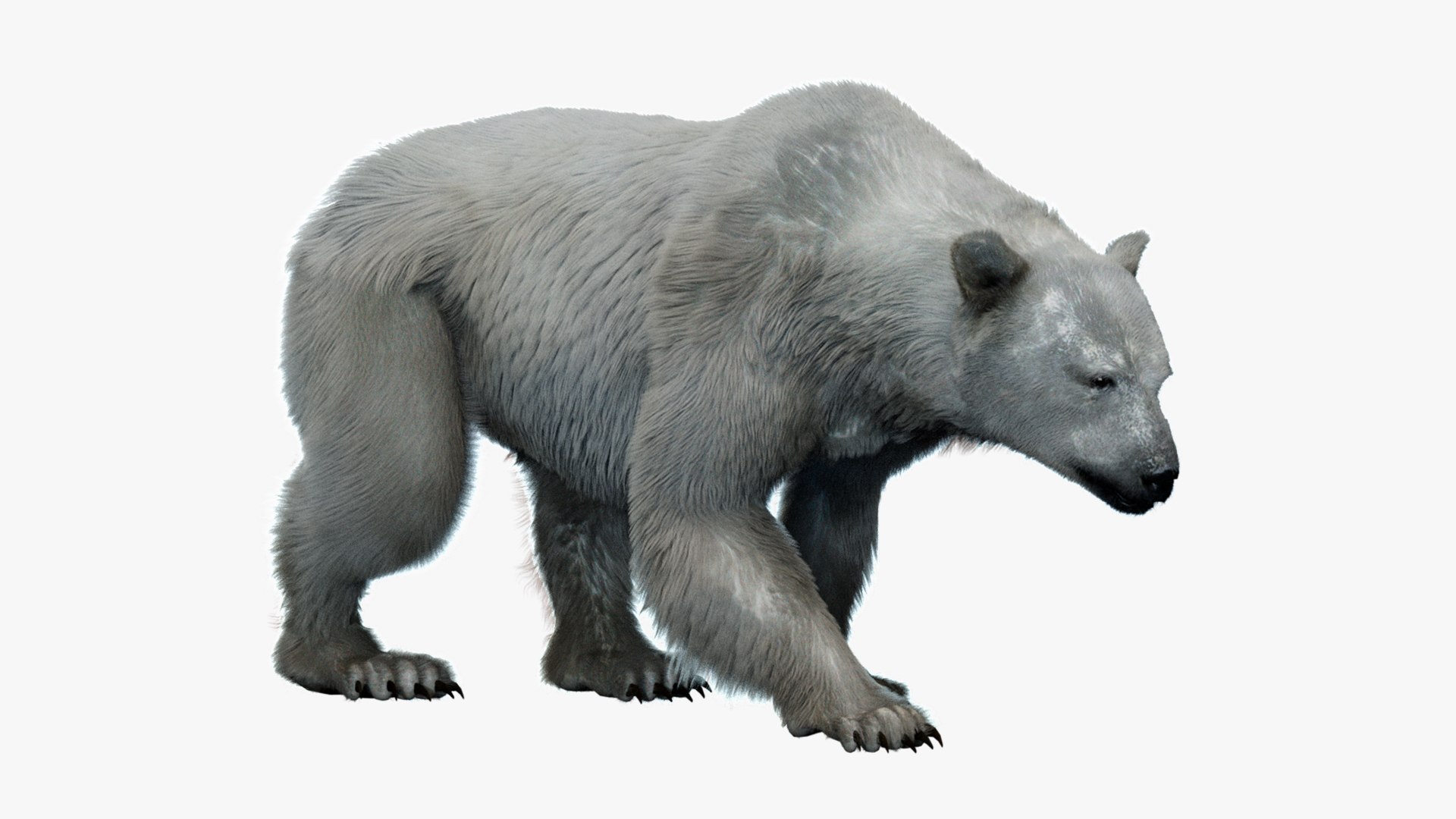 Animal Collection 3D 3D https://p.turbosquid.com/ts-thumb/BN/rJ9E1p/94/polarbear_01/jpg/1761205545/1920x1080/fit_q87/741e4cdae3e9013462c0575ce221b772c14894d6/polarbear_01.jpg