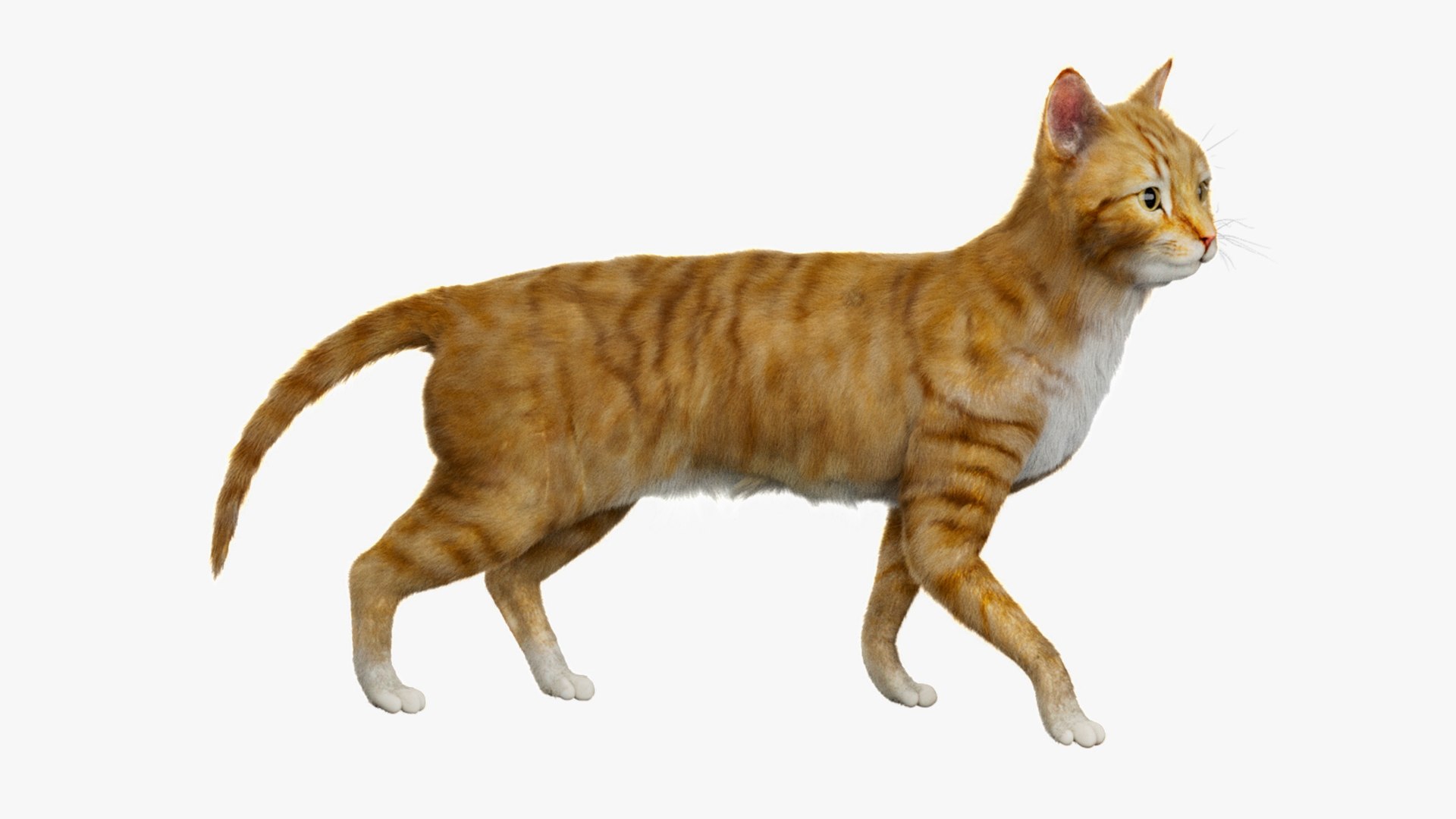 Animal Collection 3D 3D https://p.turbosquid.com/ts-thumb/BN/rJ9E1p/Aq/yellowcat_01/jpg/1761206496/1920x1080/fit_q87/274b3c7c156921221e8547cb7bc2b7c3d6979fb3/yellowcat_01.jpg