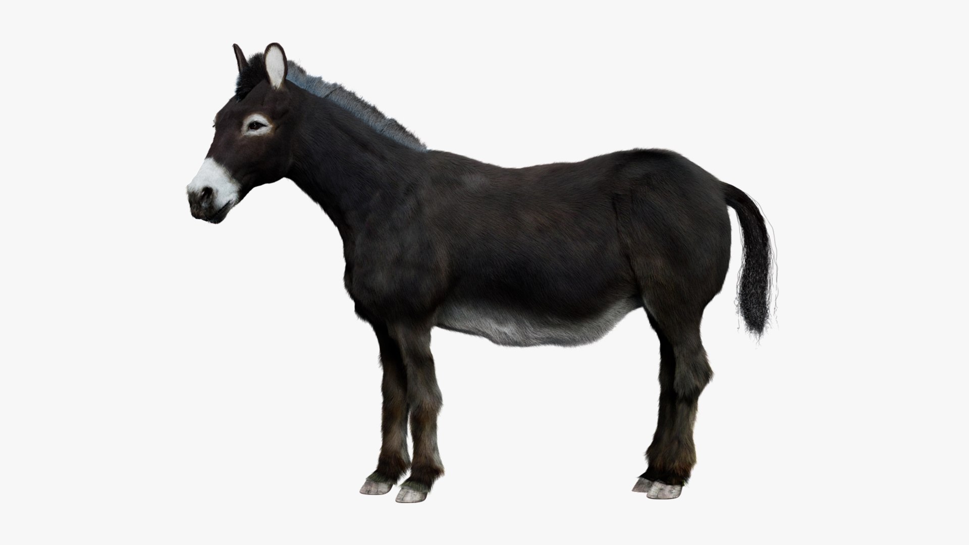 Animal Collection 3D 3D https://p.turbosquid.com/ts-thumb/BN/rJ9E1p/B5/donkey_01/jpg/1761204763/1920x1080/fit_q87/d9d996502ceee409bce4ab8bdef6f5084fb76b58/donkey_01.jpg