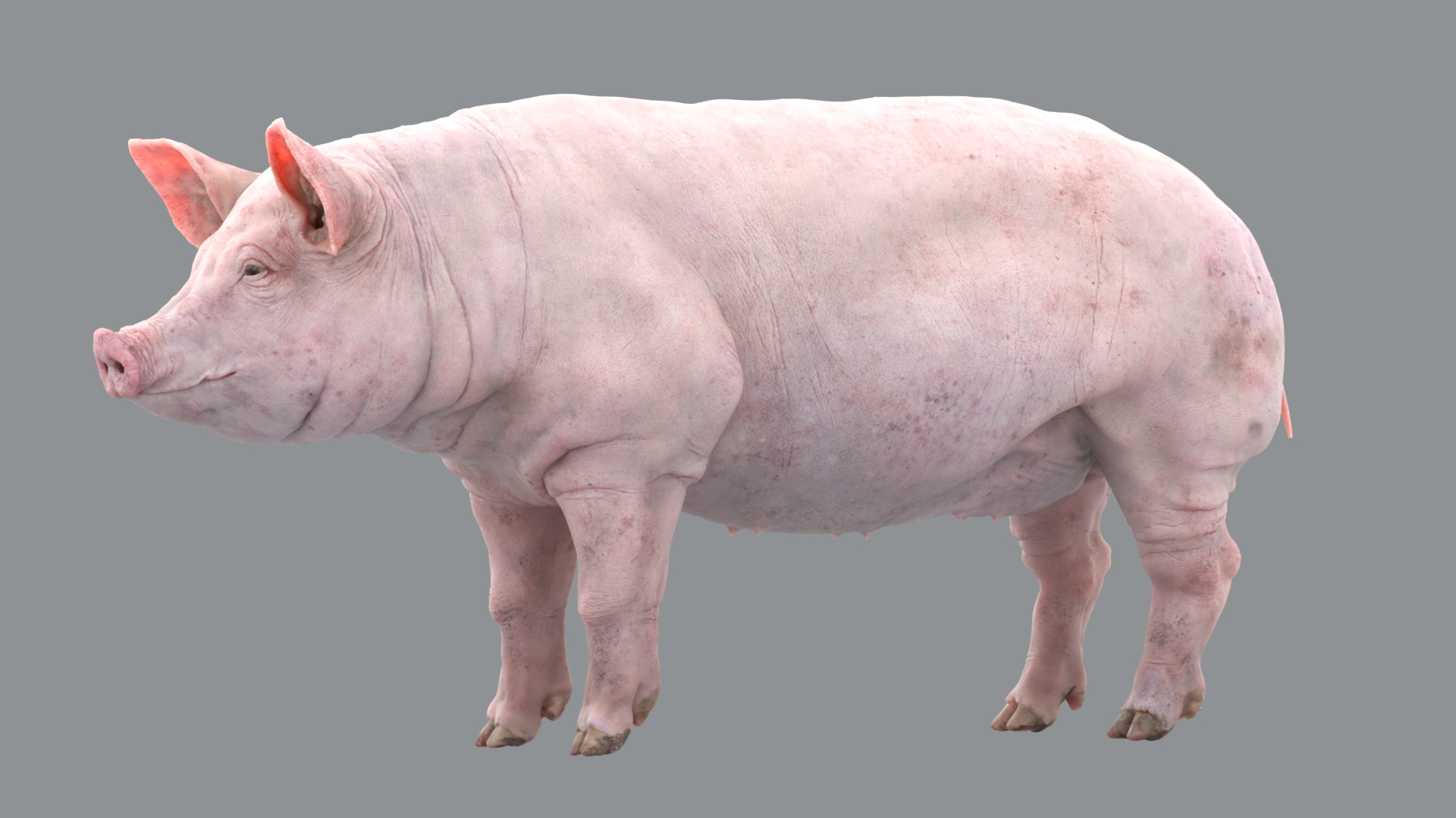 Animal Collection 3D 3D https://p.turbosquid.com/ts-thumb/BN/rJ9E1p/BI/pig/jpg/1761205511/1920x1080/turn_fit_q99/2c69ac937cfae01279366888a43fef610acd6bcc/pig-1.jpg